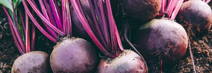 Frisch geerntete Rote Bete